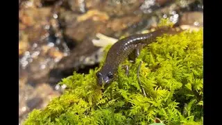 Exploring Salamanders of the Southern Appalachian Mountains