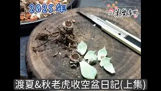 渡夏收空盆日記(上集)/2025年多肉渡夏渡秋空盆結算/秋老虎才是狠角色/每年都要挺過的難關|多肉植物|小茉愛多肉|