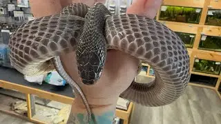 Ultimate Guide To Caring For Your West African File Snake!