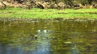 Sources du Lez (Montpellier - St cl&eacute;ment de Rivi&egrave;re - H&eacute;rault)
