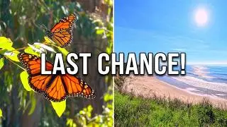 Goleta Monarch Butterfly Grove : Are They Here Yet?