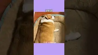 Where Are The Famous Dog Memes Now?💔 (ThenVsNow) #shorts