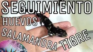 Seguimiento huevos salamandra tigre Parte 6/6 (Ambystoma tigrinum)