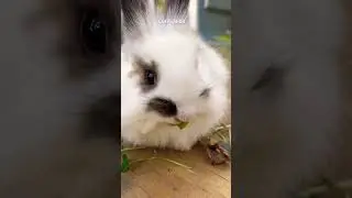 Munching on 🍀 clover #shorts #bunny