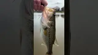 BLUEGIGI vs BASSISI #fishing #multispeciesfishing #pondfishing #fishrelease #fishingshorts #shorts