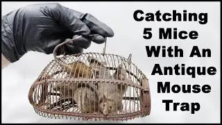 Catching 5 Mice With An Antique Wire Cage Mouse Trap. Mousetrap Monday