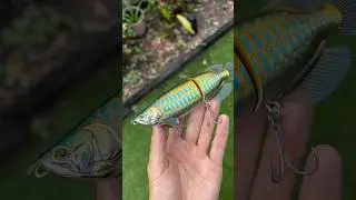 Ultra realistic AROWANA swimbait! #fish #fishing #lure #swimbait #glidebait #bass #