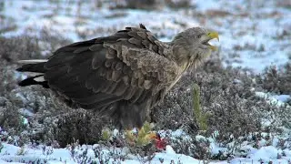 Kungs&ouml;rn och havs&ouml;rn i Svart&aring;dalen
