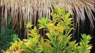 Goodbye Stress to Sleep Instantly with Heavy Rain on Thatched Roof in Rainforest