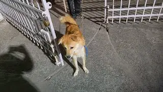 Pet dog abused exposed! #exposedtruth #animalcruelty #animalactivist #doglover #animalrescue #dog
