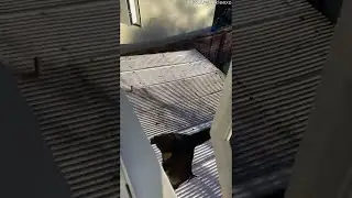 Cat Jumps Out Window and Falls Through Roof || ViralHog