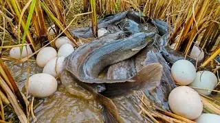 Amazing fishing! a fisherman skills catch a lot of fishes and pick eggs duck in the rice field 