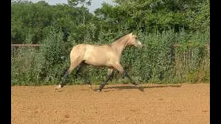 *** FOR SALE*** Buckskin Pure Spanish Andalusian colt