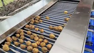 ST-FS2 potato sorting machine #Fruitsortingmachine #gradingmachines #Tomatosorting #Potatosorting