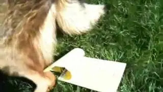 Dog Poops on Comcast's Service Outages
