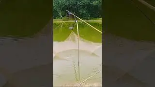 Our Village💚#shorts #shortvideo #short #views #village #green #assam #public #youtubeshorts #video