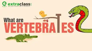 What are vertebrates ? | Biology | Extraclass.com