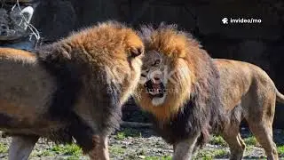 Lions vs Hyenas: The Ultimate Savannah Showdown!