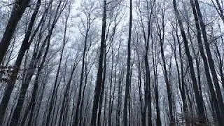 Relaxing Winter Calm Silence of Beech Forest. Rime on Trees. An Hour of Meditation