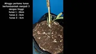 proses pertumbuhan rumput penisetum purpureum