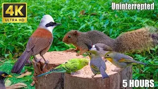 Cat TV NO ADS😽 Eurasian Red Squirrels and The Most Beautiful Little Birds for Sleeping