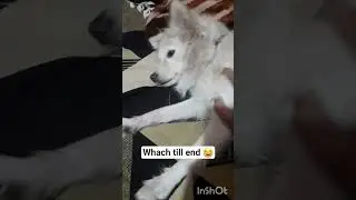 chinu gaya sapne me Thailand #dogtalking #minivlog #comedy funny #shorts