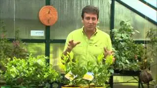 The Garden Gurus &mdash; лимонный и возвышенный