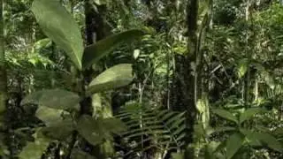 Chocolate to Save Forests? -  cocoa consevation program