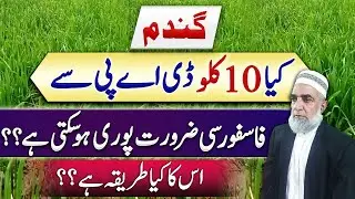 Can we use 10kg DAP to fulfil phosphatic needs of wheat crop ||