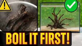 Tank Setup: How to Safely Prepare Foraged Wood for Aquascaping