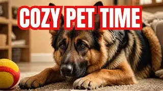 Avoid These 10 Mistakes When Owning a German Shepherd Dog | German Shepherd Dog | Dog Training