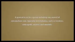 Mesofauna Meaning