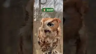 owls are known for regurgitating,or castling up pellets!#birds #birdsounds #asmr #animals #subscribe