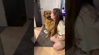 #Shorts #YouTubeShorts #TaylorSwift #SwiftieDog #DogShorts #FunnyDog #DogReacts #DogTrend