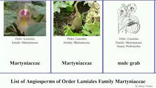 List of Angiosperms of Order Lamiales Family Martyniaceae ram horn grab una mule gato Fuse Target