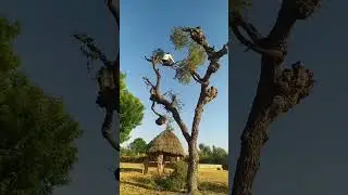 State tree of Rajasthan Khejdi clove Animal feed December 20, 2022