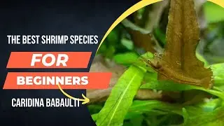 Best Species to START Shrimp 🦐 keeping 🐠 Caridina Babaulti 🐟 Aqua Adventure |
