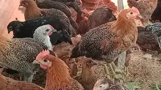 गावरान कोंबडी लाईव्ह व्हिडिओ आहे, एकदा नक्की बघा 🐓🐓 | #poultryfarming #live #viralvideo 