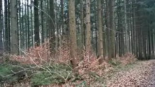 Beautiful little forest behind Bobingen City, Augsburg 🌲🌲🌲