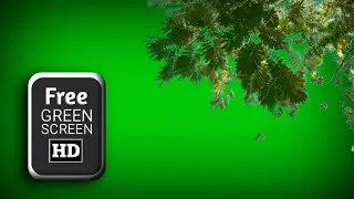 green screen tree branches | Leaves green effect | Green screen tree video