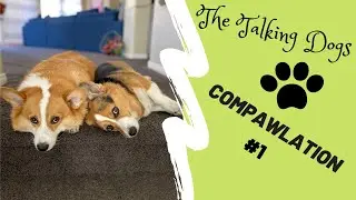 Best of Hammy & Olivia Compilation #1