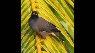 beautiful black bird with yellow beak