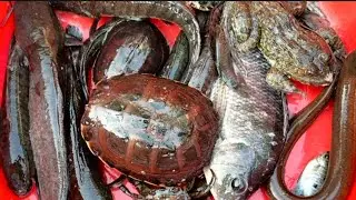 THĂM LỜ CÁ NƯỚC CẠN KHÔ VẪN CÓ HÀNG KHỦNG MỜI CẢ NHÀ LỘI RUỘNG THĂM LỜ TRÚNG CÁ NGON CÙNG NHÂN Lê 