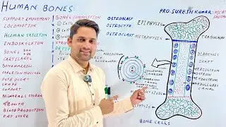 Structure of bone class 12| MDCAT special |Human skeleton| Bones Cells| Hindi Urdu |Pro.Suresh kumar