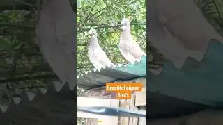 Double Pigeon birds || #lifestyleofahana || #ytshorts#Shorts#viralshorts#viralbirds#pigeon#kabutar
