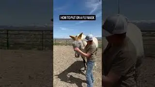 How to put a fly mask on your horse 🐴