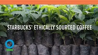 Follow Starbucks&rsquo; 15 Year Journey to 100% Ethically Sourced Coffee | Conservation International