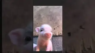 Watch this baby piglet spread joy with every squeal&mdash;cutest moment you'll see today! #piglets #cute