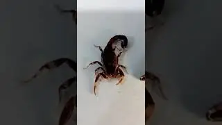 Escorpi&oacute;n de la familia Buthidae / Santiago de Tol&uacute; / Sucre / Colombia