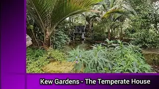 Kew Gardens The Temperate House Inc. information and growing tips for several plants here